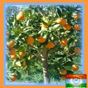 Nagpur - Oranges